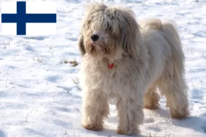 Mehr über den Artikel erfahren Tibet Terrier Züchter und Welpen in Finnland