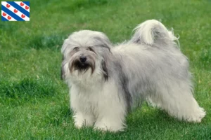 Mehr über den Artikel erfahren Tibet Terrier Züchter und Welpen in Friesland