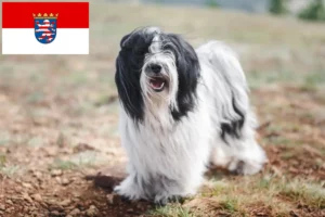 Mehr über den Artikel erfahren Tibet Terrier Züchter und Welpen in Hessen