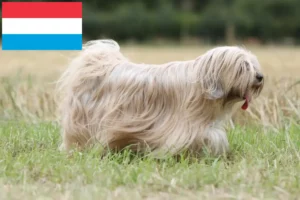 Mehr über den Artikel erfahren Tibet Terrier Züchter und Welpen in Luxemburg