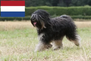 Mehr über den Artikel erfahren Tibet Terrier Züchter und Welpen in den Niederlanden