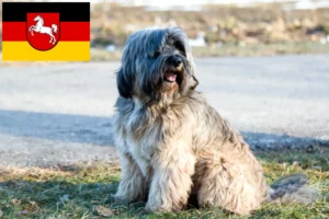 Mehr über den Artikel erfahren Tibet Terrier Züchter und Welpen in Niedersachsen