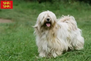 Mehr über den Artikel erfahren Tibet Terrier Züchter und Welpen in der Normandie