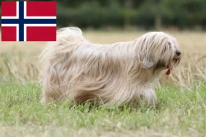 Mehr über den Artikel erfahren Tibet Terrier Züchter und Welpen in Norwegen