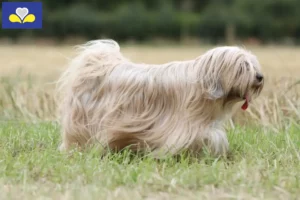 Mehr über den Artikel erfahren Tibet Terrier Züchter und Welpen in Region Brüssel-Hauptstadt