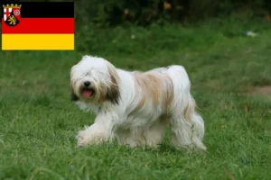 Mehr über den Artikel erfahren Tibet Terrier Züchter und Welpen in Rheinland-Pfalz