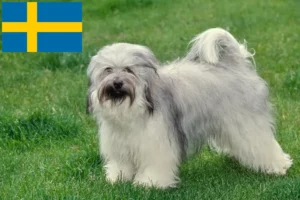 Mehr über den Artikel erfahren Tibet Terrier Züchter und Welpen in Schweden