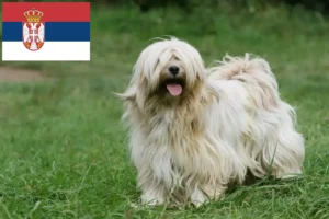 Read more about the article Tibet Terrier Züchter und Welpen in Serbien