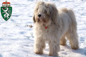 Mehr über den Artikel erfahren Tibet Terrier Züchter und Welpen in der Steiermark