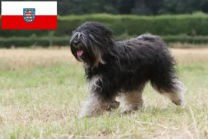 Read more about the article Tibet Terrier Züchter und Welpen in Thüringen