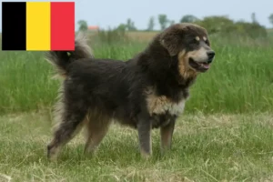 Mehr über den Artikel erfahren Tibetdogge Züchter und Welpen in Belgien