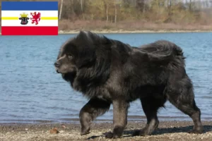 Mehr über den Artikel erfahren Tibetdogge Züchter und Welpen in Mecklenburg-Vorpommern