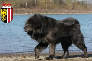 Mehr über den Artikel erfahren Tibetdogge Züchter und Welpen in Oberösterreich