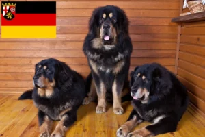 Mehr über den Artikel erfahren Tibetdogge Züchter und Welpen in Rheinland-Pfalz