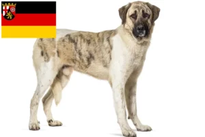 Mehr über den Artikel erfahren Transmontano Hirtenhund Züchter und Welpen in Rheinland-Pfalz