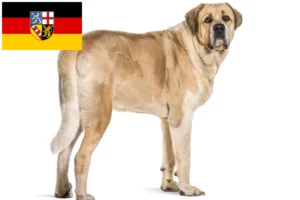 Mehr über den Artikel erfahren Transmontano Hirtenhund Züchter und Welpen im Saarland