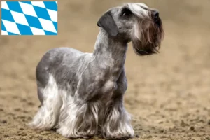 Mehr über den Artikel erfahren Tschechischer Terrier Züchter und Welpen in Bayern