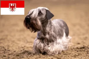 Mehr über den Artikel erfahren Tschechischer Terrier Züchter und Welpen in Brandenburg