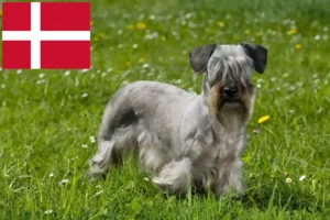 Mehr über den Artikel erfahren Tschechischer Terrier Züchter und Welpen in Dänemark