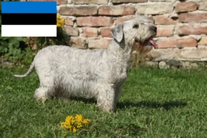 Mehr über den Artikel erfahren Tschechischer Terrier Züchter und Welpen in Estland