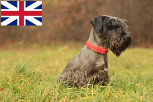 Mehr über den Artikel erfahren Tschechischer Terrier Züchter und Welpen in Großbritannien