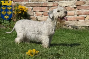 Mehr über den Artikel erfahren Tschechischer Terrier Züchter und Welpen in Niederösterreich