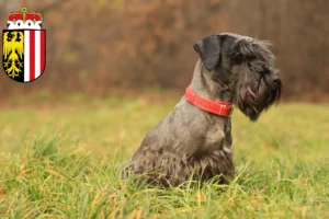 Mehr über den Artikel erfahren Tschechischer Terrier Züchter und Welpen in Oberösterreich