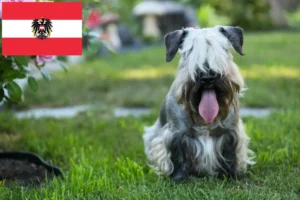 Mehr über den Artikel erfahren Tschechischer Terrier Züchter und Welpen in Österreich