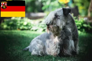 Mehr über den Artikel erfahren Tschechischer Terrier Züchter und Welpen in Rheinland-Pfalz