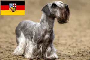 Mehr über den Artikel erfahren Tschechischer Terrier Züchter und Welpen im Saarland