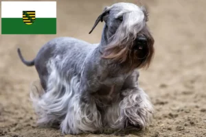 Mehr über den Artikel erfahren Tschechischer Terrier Züchter und Welpen in Sachsen