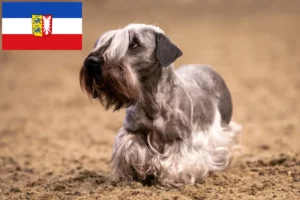 Mehr über den Artikel erfahren Tschechischer Terrier Züchter und Welpen in Schleswig-Holstein