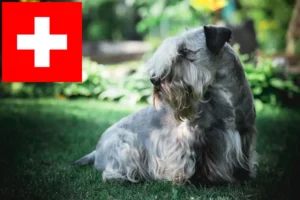 Mehr über den Artikel erfahren Tschechischer Terrier Züchter und Welpen in der Schweiz