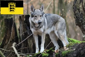 Mehr über den Artikel erfahren Tschechoslowakischer Wolfhund Züchter und Welpen in Baden-Württemberg