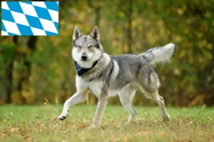 Mehr über den Artikel erfahren Tschechoslowakischer Wolfhund Züchter und Welpen in Bayern