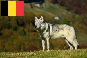 Mehr über den Artikel erfahren Tschechoslowakischer Wolfhund Züchter und Welpen in Belgien