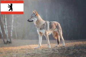 Mehr über den Artikel erfahren Tschechoslowakischer Wolfhund Züchter und Welpen in Berlin