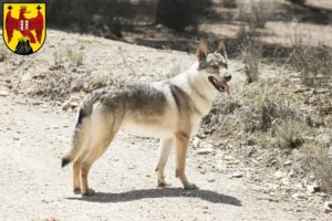 Mehr über den Artikel erfahren Tschechoslowakischer Wolfhund Züchter und Welpen im Burgenland