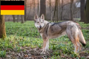 Mehr über den Artikel erfahren Tschechoslowakischer Wolfhund Züchter und Welpen in Deutschland