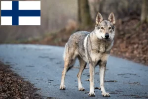 Mehr über den Artikel erfahren Tschechoslowakischer Wolfhund Züchter und Welpen in Finnland