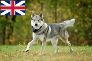 Mehr über den Artikel erfahren Tschechoslowakischer Wolfhund Züchter und Welpen in Großbritannien