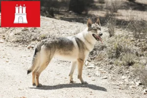 Mehr über den Artikel erfahren Tschechoslowakischer Wolfhund Züchter und Welpen in Hamburg