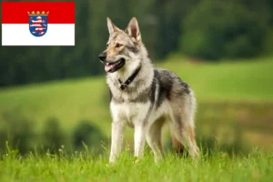 Mehr über den Artikel erfahren Tschechoslowakischer Wolfhund Züchter und Welpen in Hessen