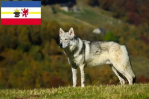 Mehr über den Artikel erfahren Tschechoslowakischer Wolfhund Züchter und Welpen in Mecklenburg-Vorpommern