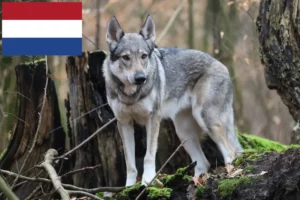 Mehr über den Artikel erfahren Tschechoslowakischer Wolfhund Züchter und Welpen in den Niederlanden