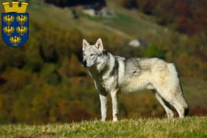 Mehr über den Artikel erfahren Tschechoslowakischer Wolfhund Züchter und Welpen in Niederösterreich