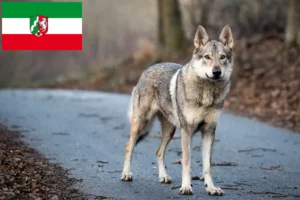 Mehr über den Artikel erfahren Tschechoslowakischer Wolfhund Züchter und Welpen in Nordrhein-Westfalen