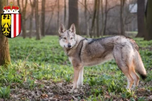 Mehr über den Artikel erfahren Tschechoslowakischer Wolfhund Züchter und Welpen in Oberösterreich