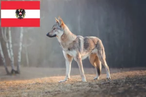 Mehr über den Artikel erfahren Tschechoslowakischer Wolfhund Züchter und Welpen in Österreich