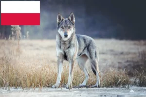 Mehr über den Artikel erfahren Tschechoslowakischer Wolfhund Züchter und Welpen in Polen